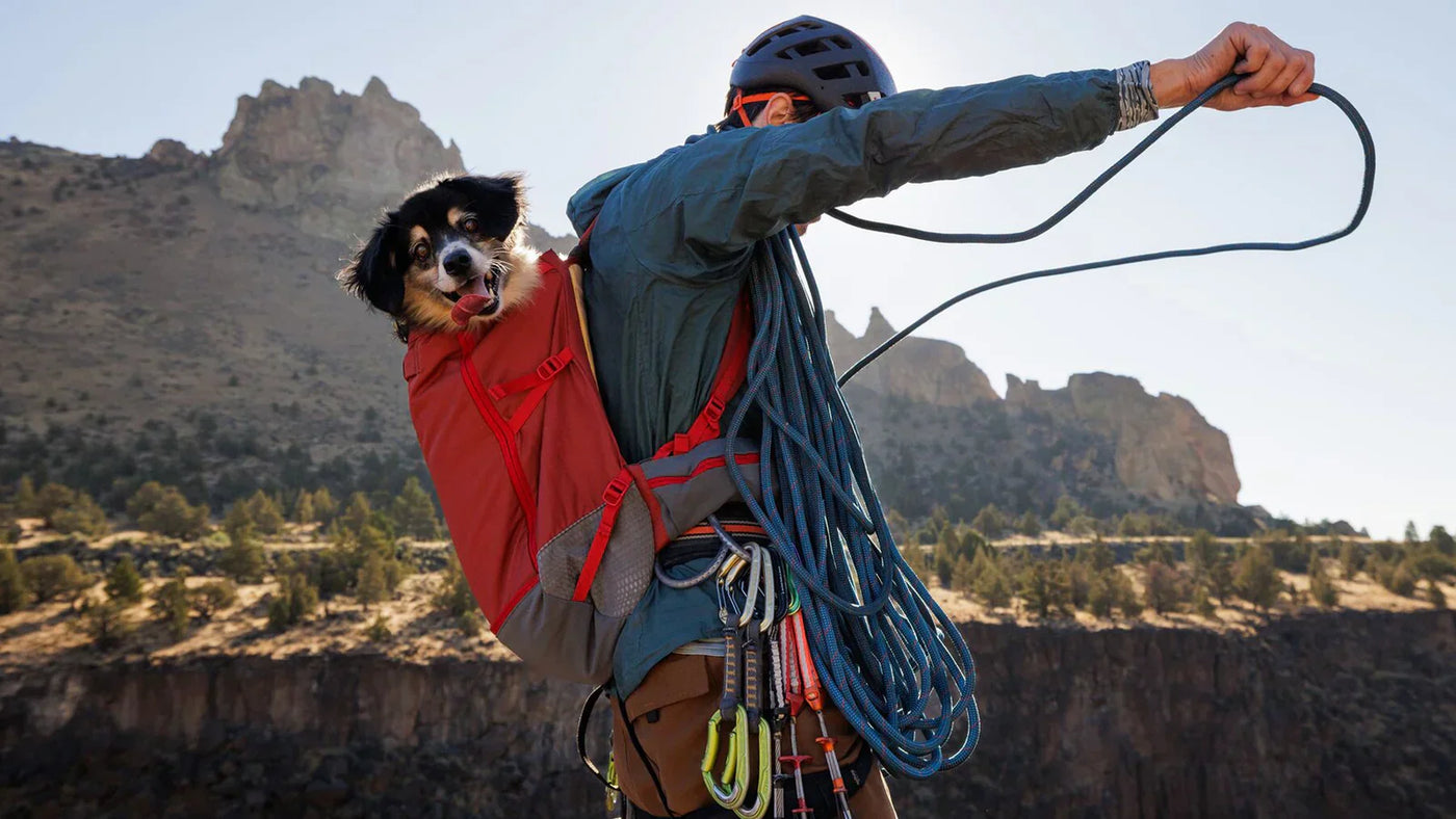 Dog Climbing Gear
