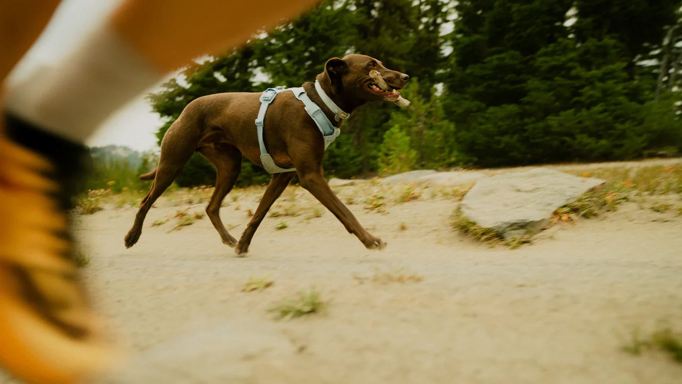 Dog Running Gear