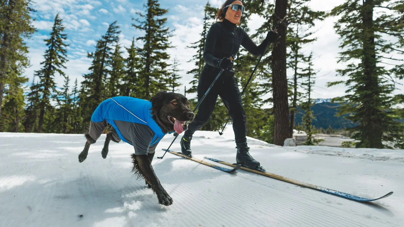 Dog Ski Gear