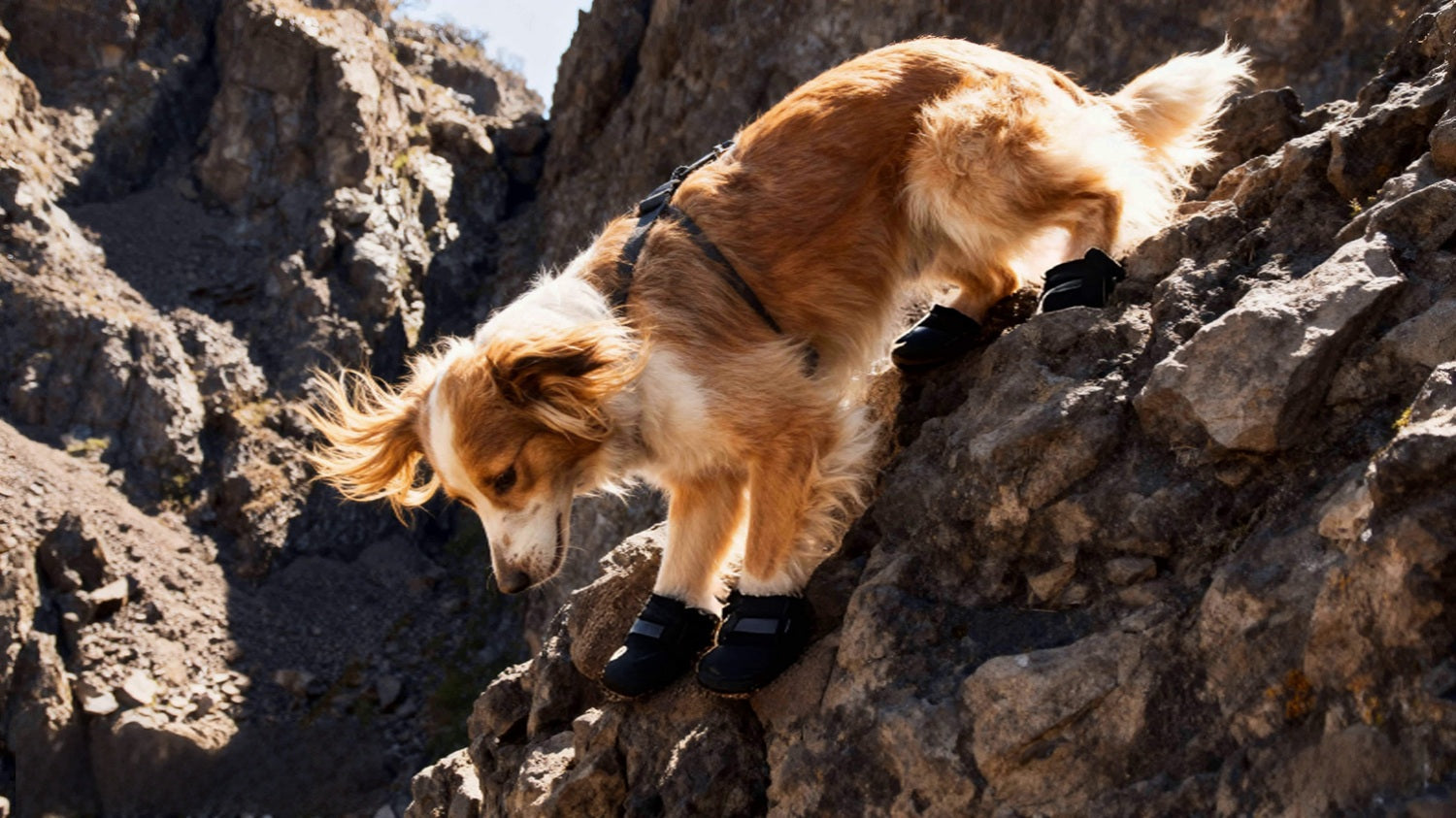 Dog Boots & Shoes