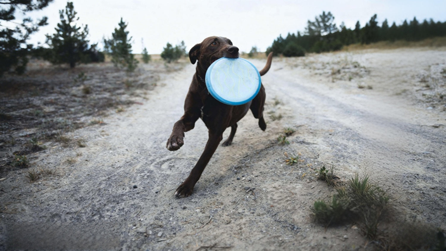 Dog Toys