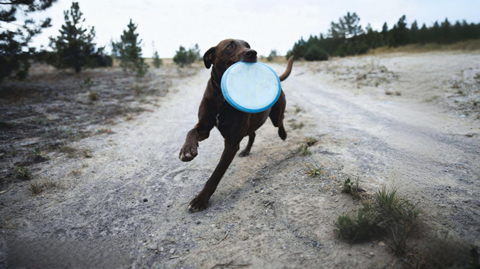 Dog Toys